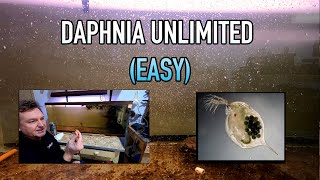 How I Raise Daphnia Water Fleas And You Can Too [upl. by Allenaj]