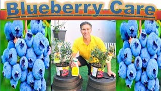 All About BLUEBERRY CARE amp PLANTING  in detail  Better in POTS than InGround [upl. by Virgilia177]