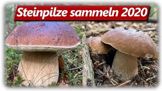 STEINPILZ WAHNSINN Teil 2  Speisepilze sammeln im September [upl. by Dnanidref588]