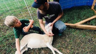 Simple Trick CALMS Sheep for Butchering [upl. by Angelo496]