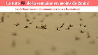 Anti moucheron  Invasion de Moucherons Comment s’en Débarrasser [upl. by Ahseyt45]