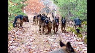 10 german shepherds playing together [upl. by Forcier522]