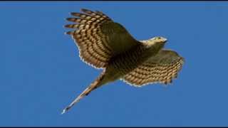 Sparrowhawk Bird Call Bird Song [upl. by Aileon]