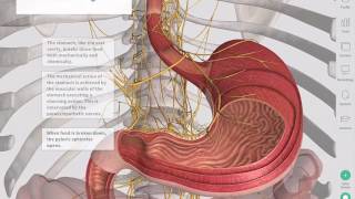 The GastroIntestinal Tract  Complete Anatomy [upl. by Erena]