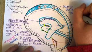 Visualizing the Human Brain [upl. by Emolas]