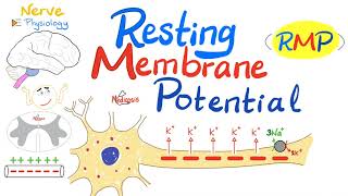 Resting Membrane Potential RMP  Nerve Physiology [upl. by Ehcrop]