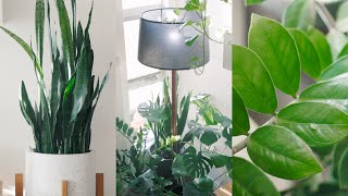 Peaceful Plant Tour – Indoor Houseplant Collection 🌱 [upl. by Garv]