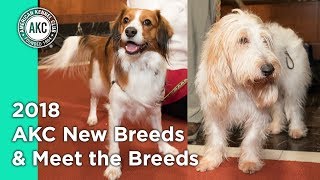 2018 AKC New breeds amp Meet the Breeds [upl. by Enrak]