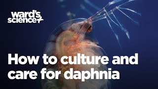 Caring and Culturing for Daphnia [upl. by Lemyt]