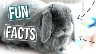 15 Fun Facts About Rabbits [upl. by Akimert]