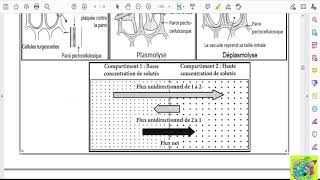 Partie 03 Absorption de leau et des sels minéraux La diffusion et la perméabilité sélective [upl. by Phalan]