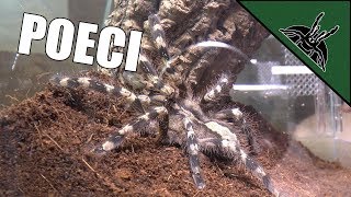 RARE POECILOTHERIA [upl. by Eph]