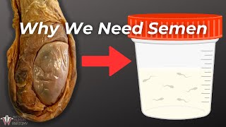 The Essential Ingredients of Semen [upl. by Ennad]