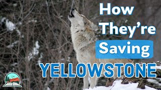 How Wolves Brought Yellowstone Back to Life [upl. by Aldo285]