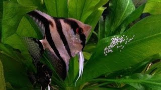 How To Breed Angelfish Plus Raise Fry [upl. by Zurheide284]