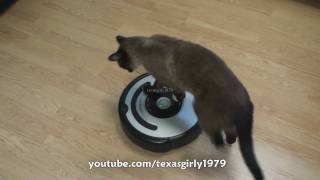 Cat shows HOW TO use iRobot Roomba Vacuum [upl. by Hubie]