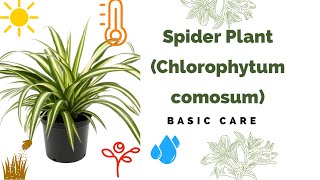 Spider Plant Basic Care Chlorophytum Comosum [upl. by Eerihs832]