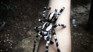 Tarantula Jumps from Arm Poecilotheria regalis [upl. by Feune]