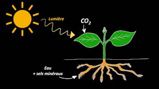 Nutrition et organisation des végétaux chlorophylliens 5e [upl. by Eenobe]