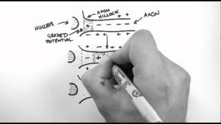 Action Potentials 3  Action Potential Propagation [upl. by Thaxter]