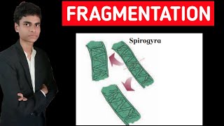 Fragmentation in spirogyra  Full process explained [upl. by Oneg]