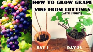 How To Grow Grape Vine From Cuttings At Home FAST N EASY [upl. by Rekab]