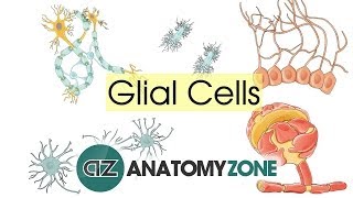 Detailed Animation on Circulation of CSF [upl. by Allimrac]