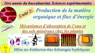 1BSEFU2CH1EP2 absoption de leau et des sels minéraux par les plantes chlorophylienne [upl. by Aisinut]