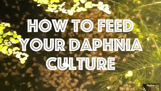 How To Feed Your Daphnia Culture [upl. by Aiouqahs275]