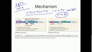 Genomic imprinting [upl. by Towney]