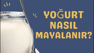 Yoğurt nasıl mayalanır [upl. by Ailehs]