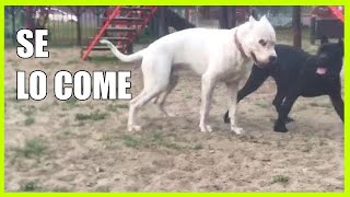 DOGO ARGENTINO VS CANE CORSO imposible [upl. by Parke]