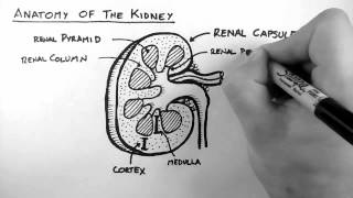 Renal Anatomy 1  Kidney [upl. by Maltzman]