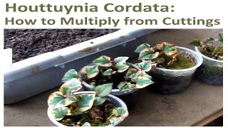 Propagating Houttuynia Cordata How to Multiply From Cuttings [upl. by Thorny]