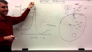 action potential for beginners [upl. by Assirialc]