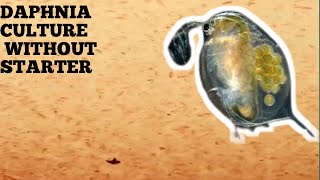 HOW TO CULTURE DAPHNIA NATURALLY WITHOUT A STARTER [upl. by Hairehcaz129]