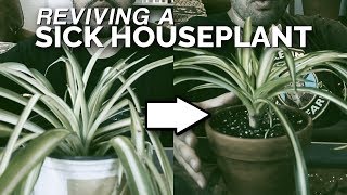 House Plant Rescue Saving a Spider Plant From Death 🕷️🌱 [upl. by Tiler]