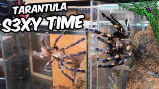 Even Tarantulas Enjoy S3XY TIME [upl. by Cece]