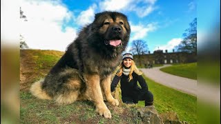 WOLF KILLER  THE LARGEST CAUCASIAN SHEPHERD OVCHARKA DOG IN THE UK [upl. by Dunson]