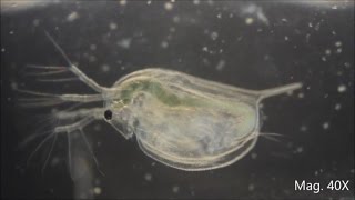 Daphnia magna under the Microscope [upl. by Eggleston]