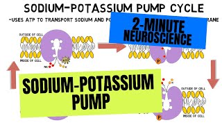 2Minute Neuroscience SodiumPotassium Pump [upl. by Ahsienot]