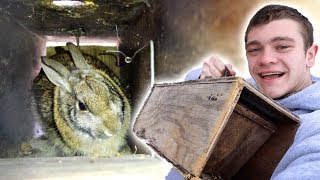 I Trapped Rabbits in Homemade Trap [upl. by Drew]