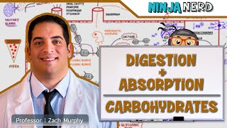 Gastrointestinal  Digestion amp Absorption of Carbohydrates [upl. by Ayidah]