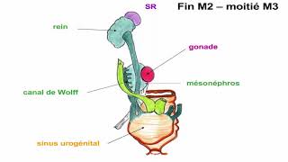 Embryologie Urogénitale [upl. by Assirok540]