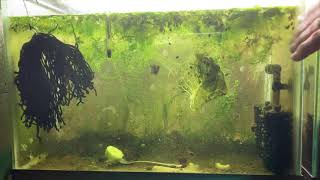 Scuds Daphnia Cherry Shrimp Copepods My aquatic food culture [upl. by Bianka]