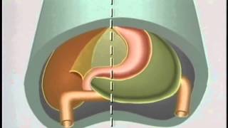 Embryological Development of GastroIntestinal Tract  ACLAND [upl. by Tung]