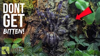 One of the Most Venomous Tarantulas in the World [upl. by Ssitruc]