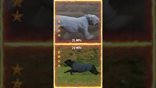 Dogo Argentino VS Cane Corso [upl. by Roath]