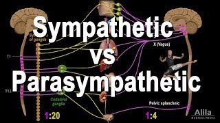 Autonomic Nervous System Sympathetic vs Parasympathetic Animation [upl. by Ahsinotna]