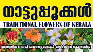 51 Flowers names in Malayalam amp English കേരളത്തിലെ 51 നാടൻ പൂക്കളുടെ പേരുകൾ [upl. by Hcnarb608]